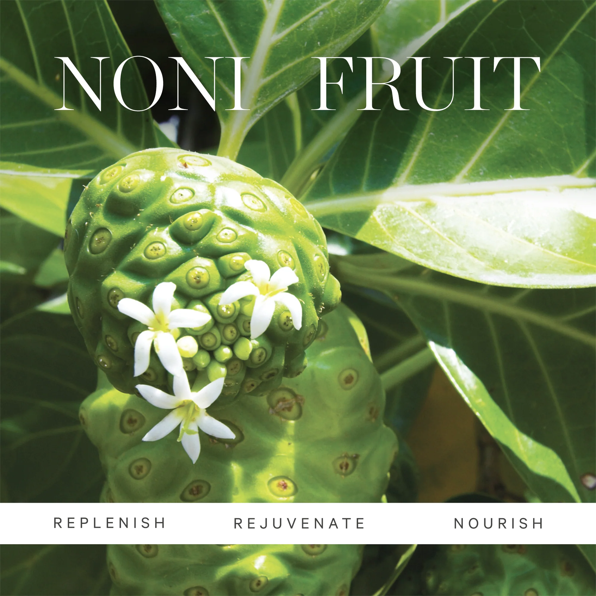 Noni Glow Body Oil - Image 4