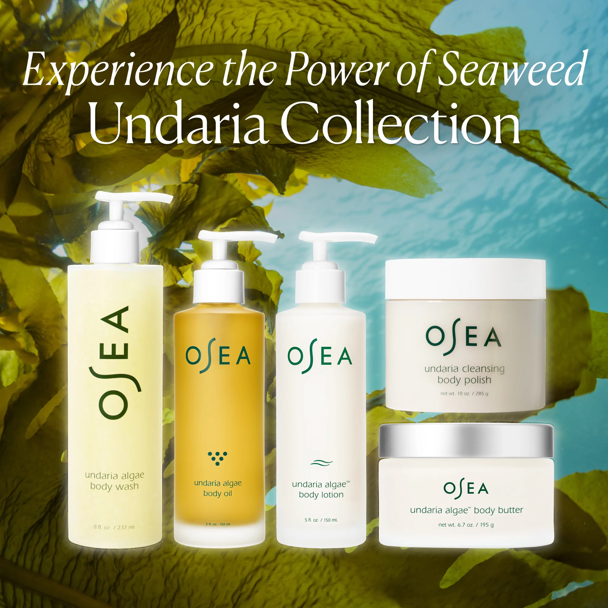 Undaria Algae Body Oil - Image 10